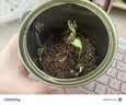 一杯香茶叶茉莉花茶特级500g2026新茶礼盒装送礼茉莉绿茶自己喝散装茗茶 实拍图