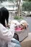 COOLECI宠物推车一键折叠宠物车中小型犬手推车可分离猫咪小推车狗狗用品 C2 奶茶色【低篮筐车架分离款】一键折叠 实拍图