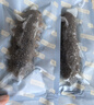 京东京造 鲜来多大连有机即食海参500g 5-7只 冷冻即食海参 固形物90% 实拍图