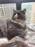 多特思猫零食小轻松猫草猫条50支0肉粉0诱食剂排毛化毛成幼猫条软罐头 实拍图