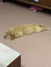 皇家狗粮 幼犬奶糕幼犬狗粮宠物中型犬MES30 全价犬粮 ≤2月10KG 实拍图