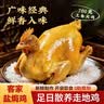 温氏供港鲜熟盐焗鸡1斤 冷冻 110天农家走地土鸡 古法盐焗熟食肉类 实拍图