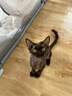 鲜朗主食猫条磷虾三文鱼油营养全价成猫幼猫湿粮无添加非零食补水湿粮 混合口味【12g/支】 12支【尝鲜装】 实拍图
