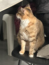 领先成猫尝鲜礼包主食级烘焙猫粮猫条餐盒汤包（新老款随机发货） 实拍图