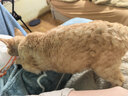 HELLOJOY猫咪专用指甲剪盲剪猫剪指甲神器宠物指甲钳指甲刀  粉色 实拍图