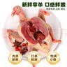 BOZAIJIA林间放养乳鸽 净重3.6斤 共6只 新鲜土鸽子肉散养鸽煲汤 源头直发 实拍图