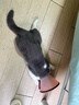 KONOKO宠物沐浴露猫咪狗狗清洁杀菌除螨除臭去味比熊泰迪专用浴液洗澡液 实拍图