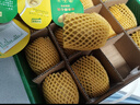 佳沛（zespri）新西兰 阳光金奇异果12粒特大果单果124-146g 猕猴桃水果礼盒 实拍图
