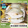 翔泰海南深海金鲳鱼2.4斤/3-4条净重BAP认证生鲜鱼类 海鲜水产 实拍图