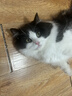 pidan猫砂 纯豆腐猫砂2.4kg*4包强力吸臭不易带出 可冲厕所非膨润土砂 实拍图