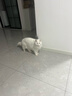 皇家幼猫猫粮 幼猫奶糕 K36 通用粮 4-12月 10KG 实拍图