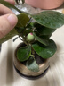 八芽盆栽小盼菩提树植物室内禅意盆景办公室桌面好养绿植源头直发包邮 莲花盆菩提（含紫砂托盘） 实拍图