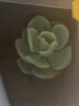 【亏本冲量】多肉植物盆栽新手套餐迷你绿植 鸡蛋碧桃1棵(不带盆和土） 实拍图