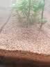 HANYANG樱桃红雨淋砂水草鱼缸底砂免洗化妆雨林造景沙水族养鱼缸用品2kg 实拍图