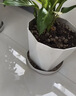 寿禾 花盆大号带托盘树脂塑料绿植种植盆 木里盆大号-浅灰 实拍图