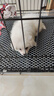 宠乐乖（CHONGLEGUAI）狗笼猫笼狗笼子中小型犬带厕所幼犬折叠便携猫笼子猫咪兔笼850ZG 实拍图
