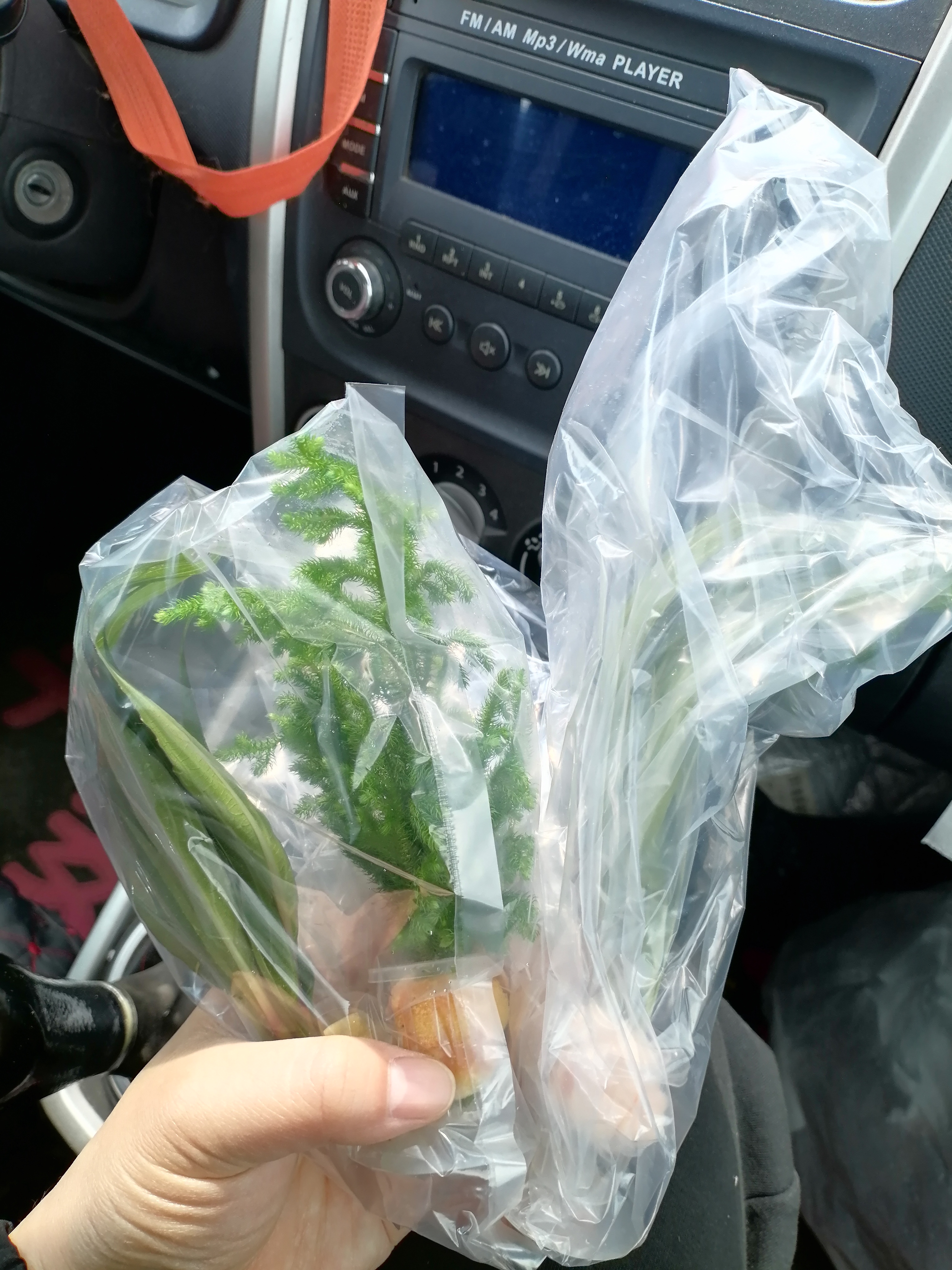 迷你富贵竹观音竹文昌竹水培植物室内客厅桌面办公室带根绿植 20支招财竹整体高度约10-15cm 带根发货 实拍图