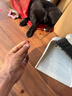 HELLOJOY 狗狗零食宠物泰迪金毛幼犬成犬训练奖励 营养牛肉粒450g 实拍图