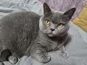 BOTH成猫粮 长毛猫粮 鸡肉鱼肉 全价猫粮 含海藻纤维素 15磅6.8kg 实拍图