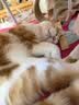 领先成猫尝鲜礼包主食级烘焙猫粮猫条餐盒汤包（新老款随机发货） 实拍图