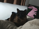pidan猫砂 纯豆腐猫砂2.4kg*4包强力吸臭不易带出 可冲厕所非膨润土砂 实拍图