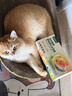 网易严选猫湿粮宠物零食浓汤大口肉罐头 鸡肉+三文鱼85g*6罐 实拍图
