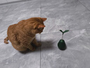HELLOJOY猫玩具自嗨解闷逗猫棒不倒翁漏食球猫薄荷宠物猫玩的猫咪用品大全 实拍图