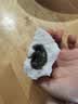思念爆浆流心芝麻包360g*3袋共36只 包子馒头早餐半成品食品早点儿童 实拍图