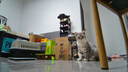 enabotebo se机器人可全屋移动监控摄像头家用远程陪伴老人小孩猫狗宠物机器人异地恋陪伴电子男女友 EBO SE标配|自动回充|双向语音【热销爆款】 实拍图