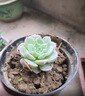 【亏本冲量】多肉植物盆栽新手套餐迷你绿植 2颗不同品种多肉(不带盆和土） 实拍图