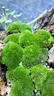 孙凯（SUNKAI）鲜活苔藓青苔藓 微景观植物盆景生态瓶diy绿植水陆缸假山盆栽盆景 实拍图