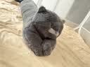 野兽派家居（tbh）懒蓝猫长条抱枕靠垫卧室夹腿办公室抱枕沙发可爱腰枕车载抱枕 实拍图