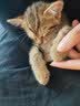 猫人睡衣男士冰丝凉感夏季背心无袖薄款夏天大码家居服套装 白色【冰丝凉感】 3XL 【建议160-180斤】 实拍图
