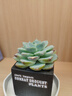 悦诗风吟（innisfree）绿茶+火山氨基酸洗面奶套装150g*2男士女士泡沫母亲节礼物 实拍图