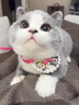 ZYUO日本品牌宠物除臭剂杀菌去尿味生物酶猫尿分解剂室内拖地专用除味 1瓶装【试用装】 实拍图