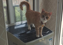 许翠花 经典升级纯植物猫砂2.5kg*8包木薯猫砂囤货装不粘底强吸水易结团 实拍图