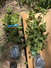 瑞典女王月季夏季耐晒灌木月季带花苞四季开花玫瑰大苗阳台庭院 和室原盆原土发货中苗25cm左右 实拍图