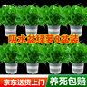 京东绿植绿萝盆栽除甲醛花卉绿植办公室180款加仑自吸水盆8盆装源头直发 实拍图