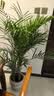 植男植女散尾葵绿植客厅大盆栽落地发财树办公室高级感送货到家 实拍图