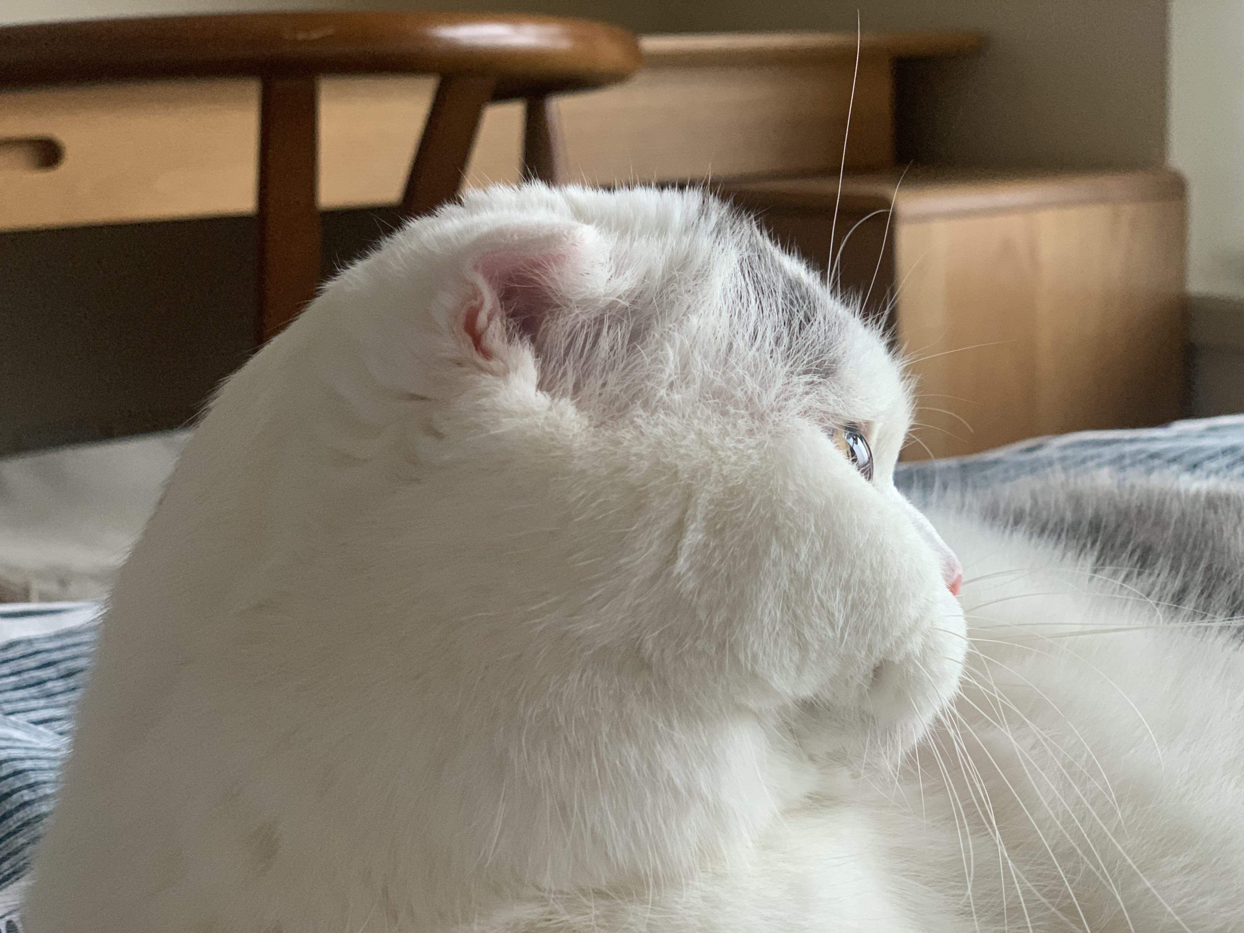 地狱厨房（Hell's Kitchen）宠物猫零食鸭胸肉无添加猫咪狗狗通用营养零食鸭小胸冻干70g*1包 实拍图