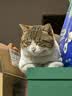 鲜朗主食猫条磷虾三文鱼油营养全价成猫幼猫湿粮无添加非零食补水湿粮 三文鱼味【12g/支】 96支【畅享装】 实拍图