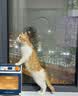 憨憨乐园3代猫玩具自动逗猫球猫咪自嗨解闷神器逗猫棒小幼猫猫宠物用品 实拍图