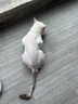 ERGOBABY宠物剃毛器狗狗猫咪推子电推剪脚毛修剪理发器全身推毛器用品白银 实拍图