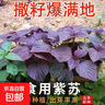 四季食用紫苏种子薄荷种子细叶苦苣种子家庭四季阳台种植盆栽驱蚊 养生紫苏家庭种植约1000粒1包 实拍图