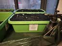 德沃多植物营养土通用80L园艺种菜花卉蔬菜盆栽养花土壤有机基质 实拍图