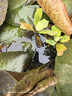 疯狂水草浮萍水草水上和鱼共养金鱼缸造景古法养鱼净化水质水芙蓉 水芙蓉10颗 实拍图