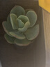 【亏本冲量】多肉植物盆栽新手套餐迷你绿植 鸡蛋碧桃1棵(不带盆和土） 实拍图