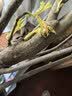 滨淇石榴树苗果树苗突尼斯软籽石榴苗南北方种植2厘米粗1棵源头直发 实拍图