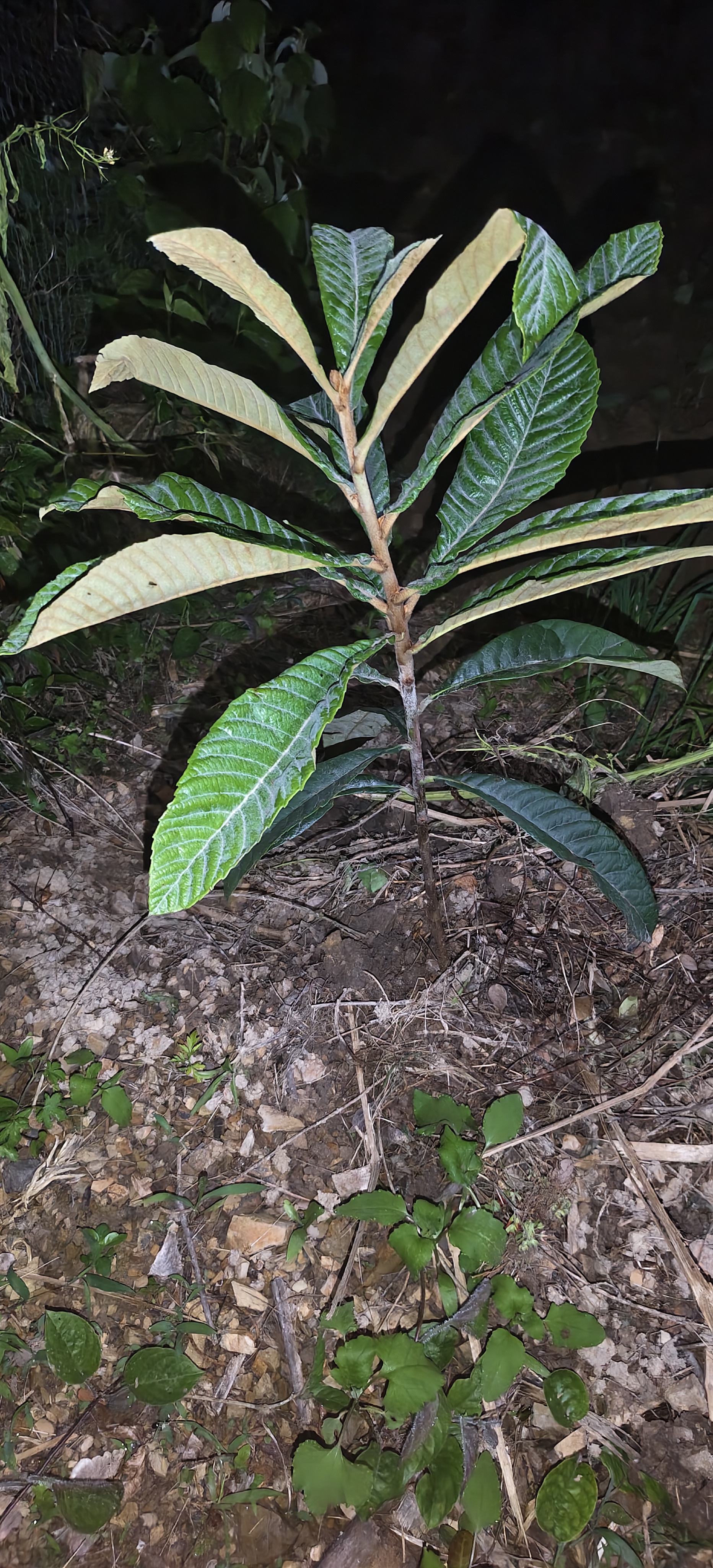 尔澜1cm大五星枇杷树苗果树苗露天种植水果苗木枇杷苗耐寒源头直发 实拍图