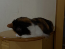 城市理享云朵轻轻无香低敏纯木薯猫砂2.5kg*4 强除臭0香精0甲醛瞬间结团 实拍图